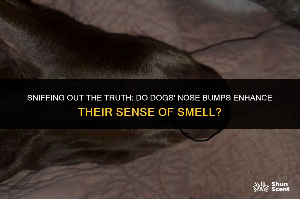 do the bumps on dogs noses help them smell better