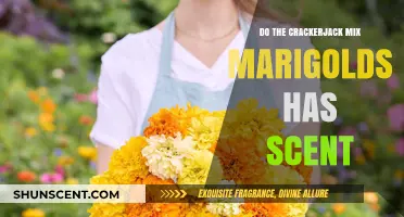 Crackerjack Mix Marigolds: Do These Vibrant Flowers Have a Scent?