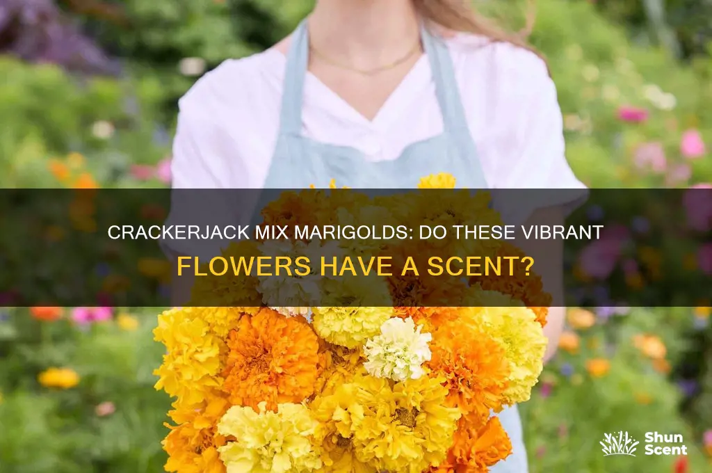 do the crackerjack mix marigolds has scent