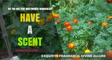 Hot Pak Mix French Marigolds: Do They Have a Scent?