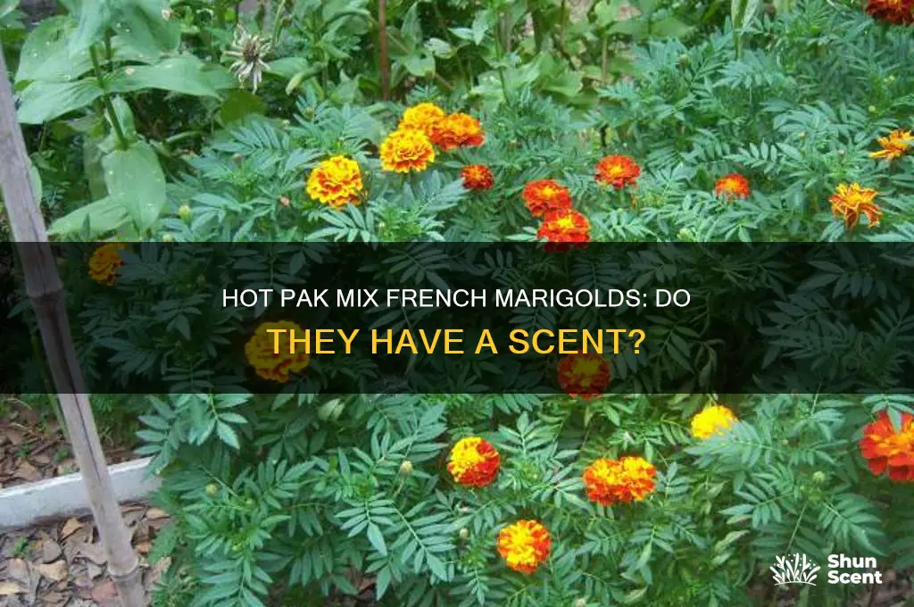 do the hot pak mix french marigolds have a scent