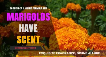 Inca II Hybrid Marigolds: Do They Have a Scent?