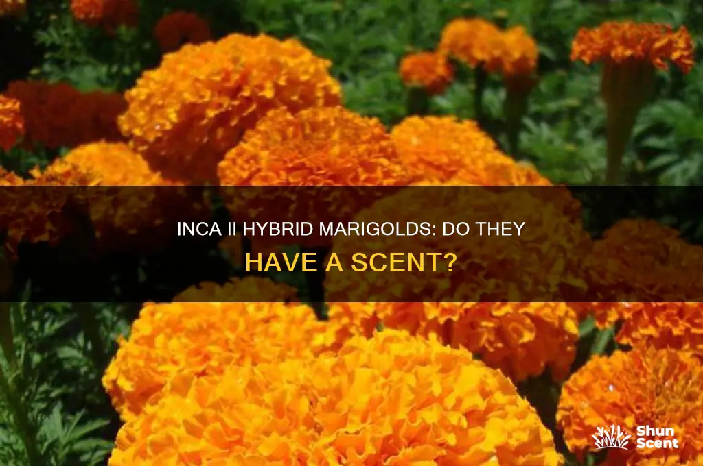 do the inca ii hybrid formula mix marigolds have scent