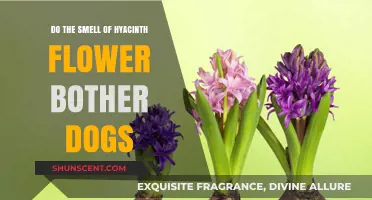 Do Hyacinth Flowers Bother Dogs: A Canine's Perspective