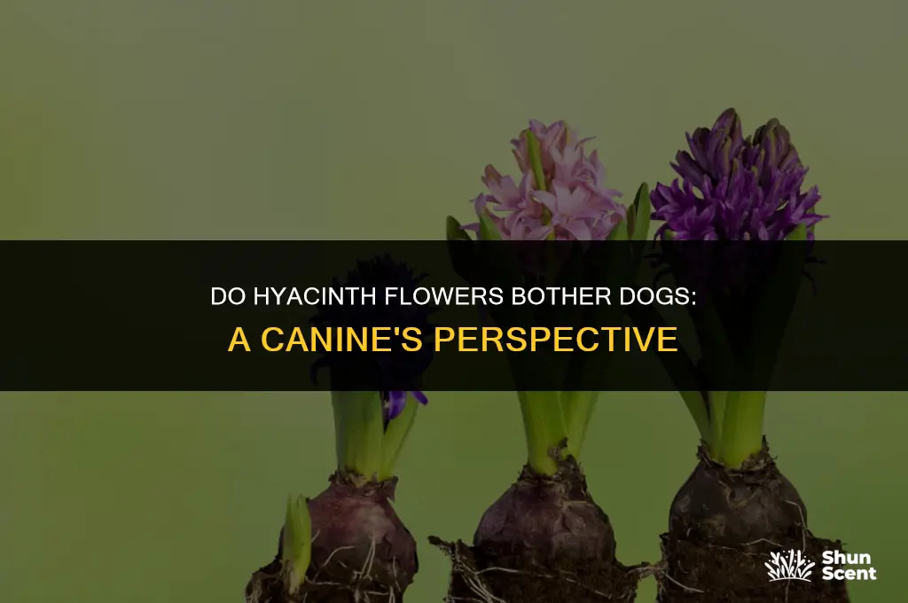 do the smell of hyacinth flower bother dogs
