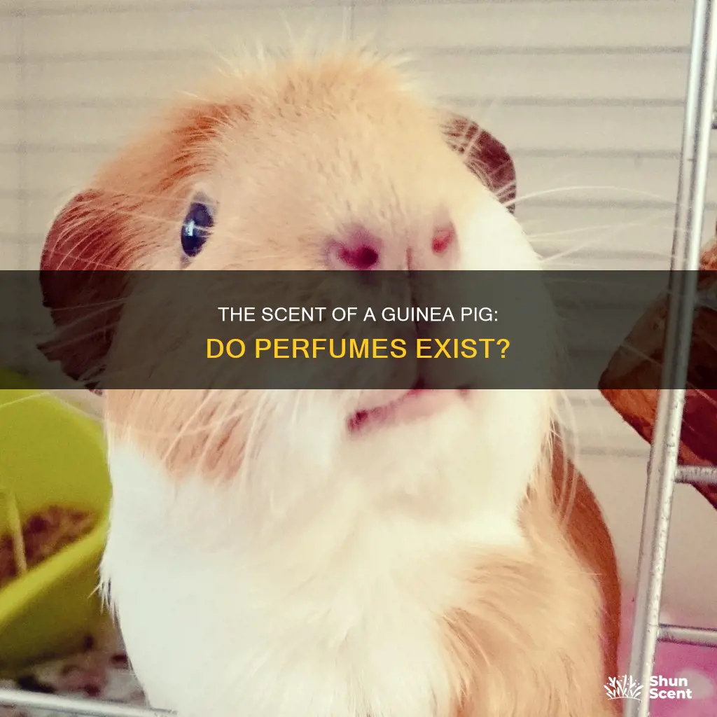 do they make perfume for guinea pig
