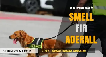 Sniffing Out the Truth: Can Dogs Detect Adderall?
