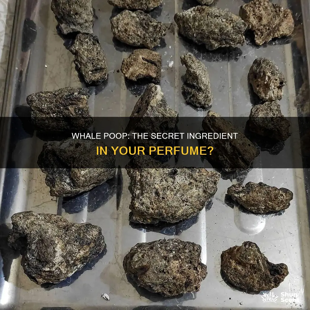 do they use whale poop in perfume