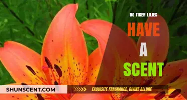 Do Tiger Lilies Have a Scent? Unveiling Their Fragrant Mystery