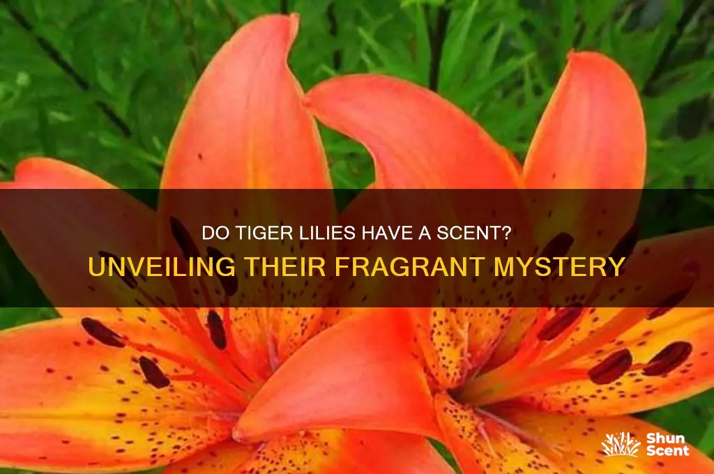 do tiger lilies have a scent