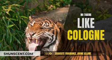 The Scent of Attraction: Tigers and Cologne