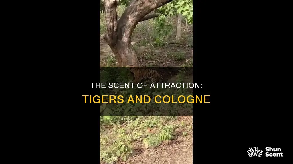 do tigers like cologne