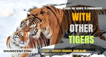How Tigers Use Scents to Communicate in the Wild