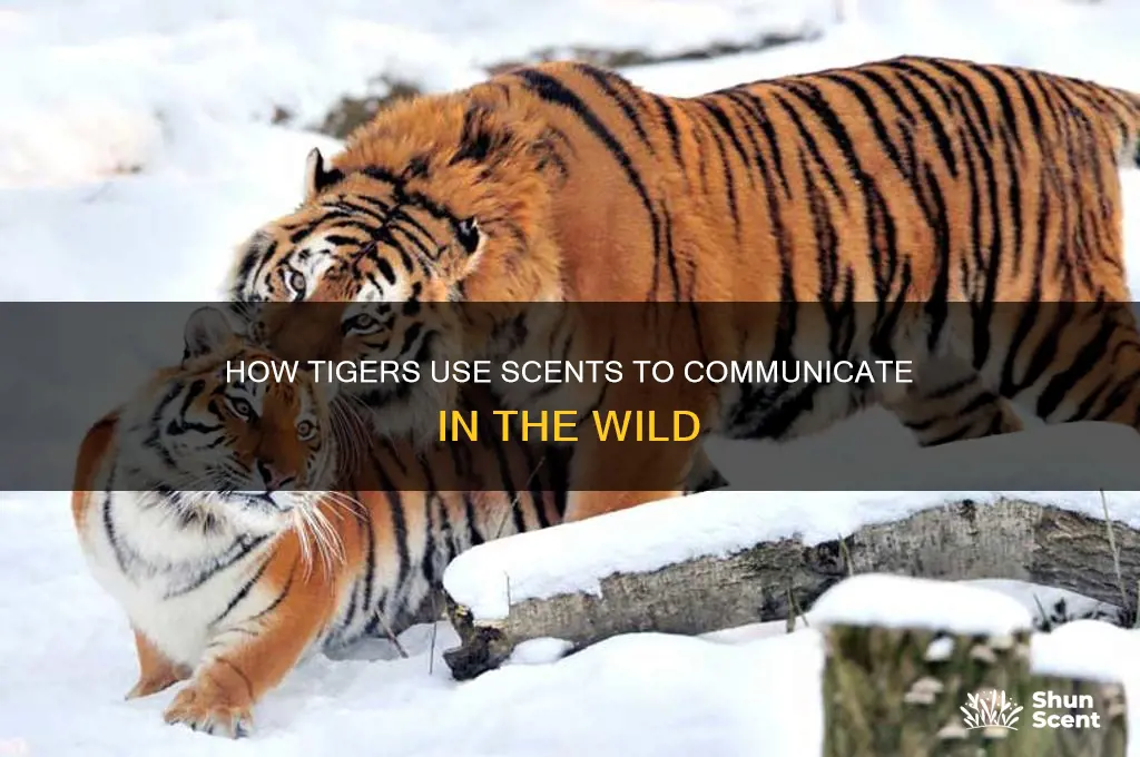 do tigers use scents to communicate with other tigers