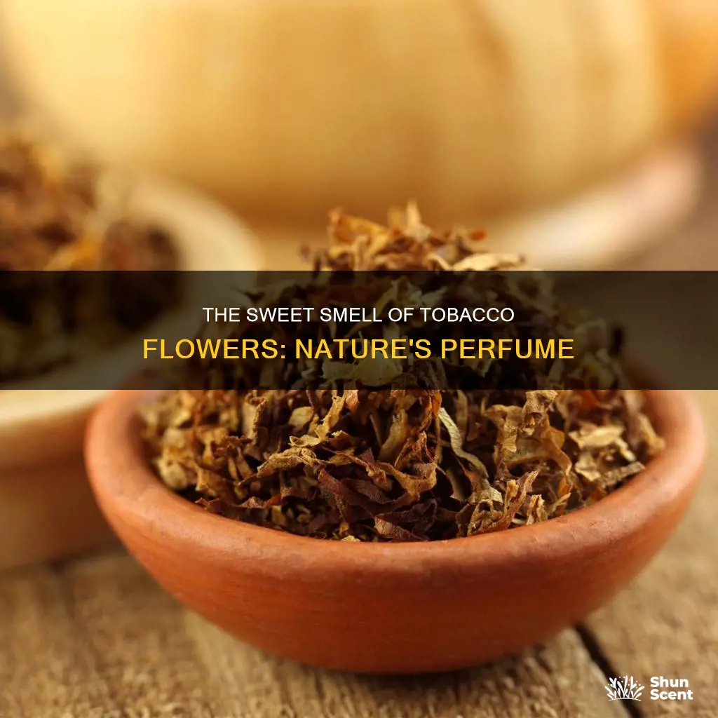 do tobacco flowers have fragrance