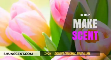 Do Tulips Make Scents? Unveiling the Truth About Tulip Fragrance