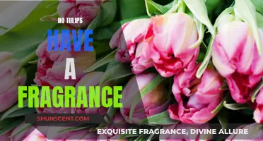 The Fragrance of Tulips: A Scented Journey