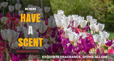 Do Tulips Have a Scent? Unveiling the Truth About Tulip Fragrance