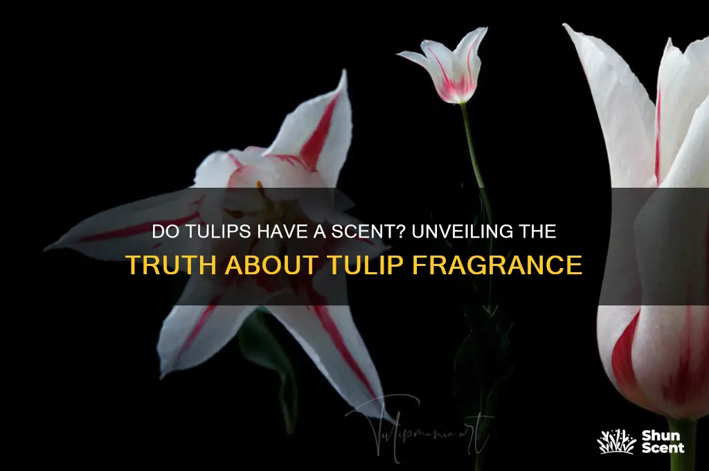 do tulips have a scent
