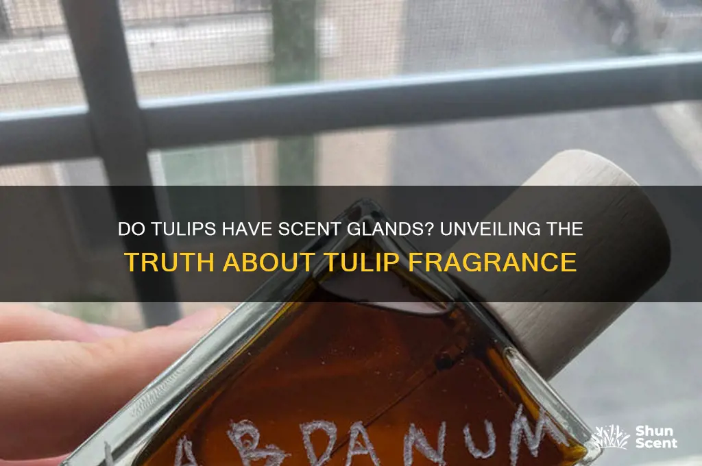 do tulips have scent glands