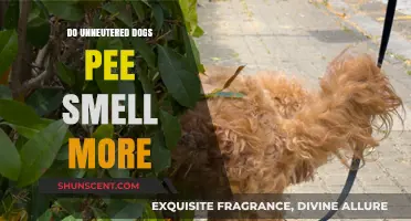 Understanding Canine Urine Odor: The Impact of Neutering