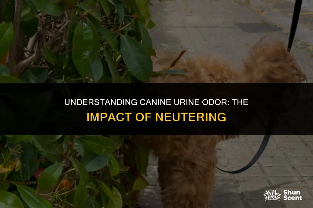 do unneutered dogs pee smell more