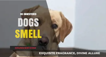 Understanding Canine Scents: Do Unneutered Dogs Smell Different?