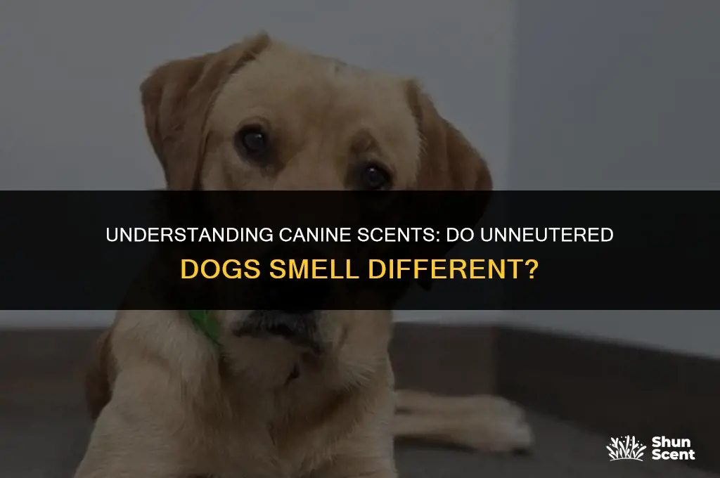 do unneutered dogs smell