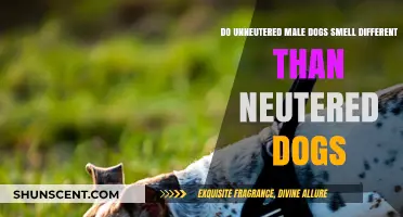 Understanding Canine Scents: Neutered vs. Unneutered Male Dogs