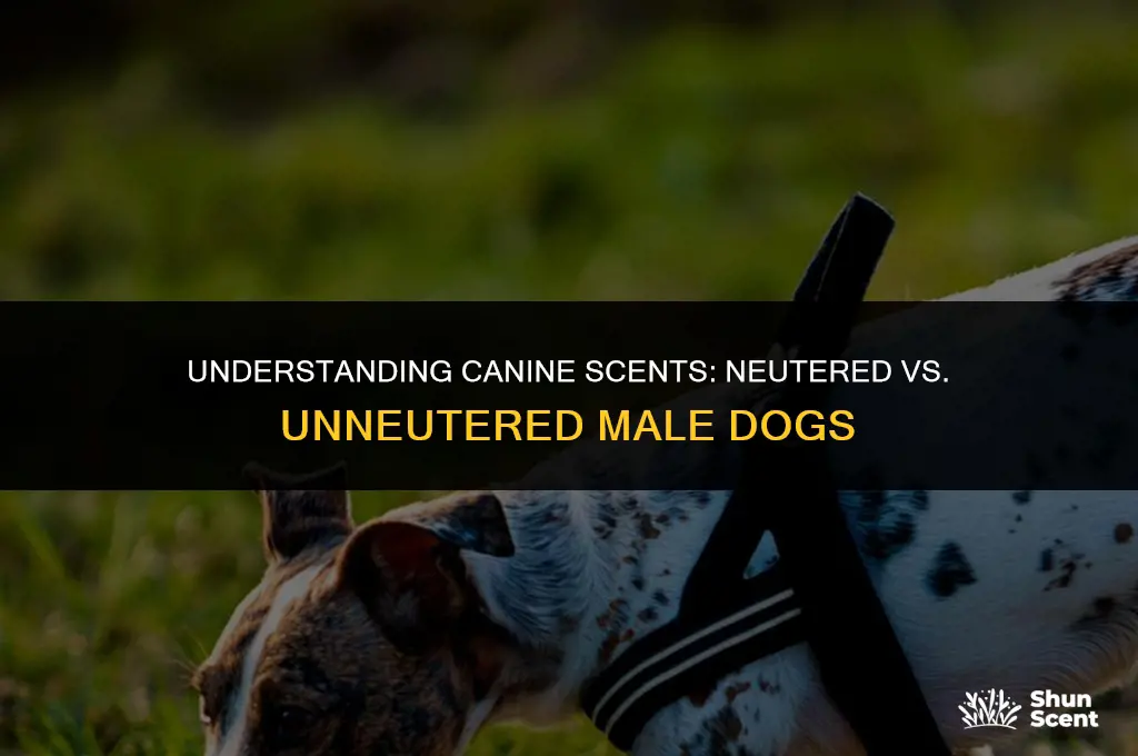 do unneutered male dogs smell different than neutered dogs