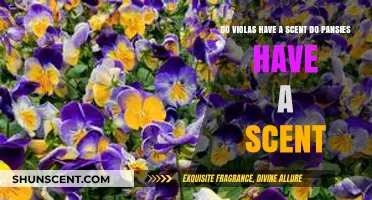 Violas and Pansies: Unveiling the Truth About Their Scents