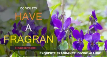 The Fragrance of Violets: Nature's Delicate Scent