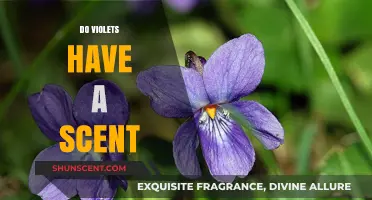 Do Violets Smell? Unveiling the Scent Mystery of These Delicate Flowers