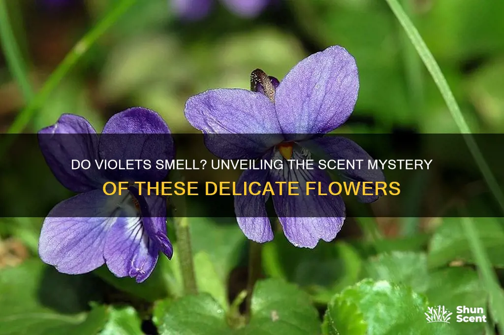 do violets have a scent