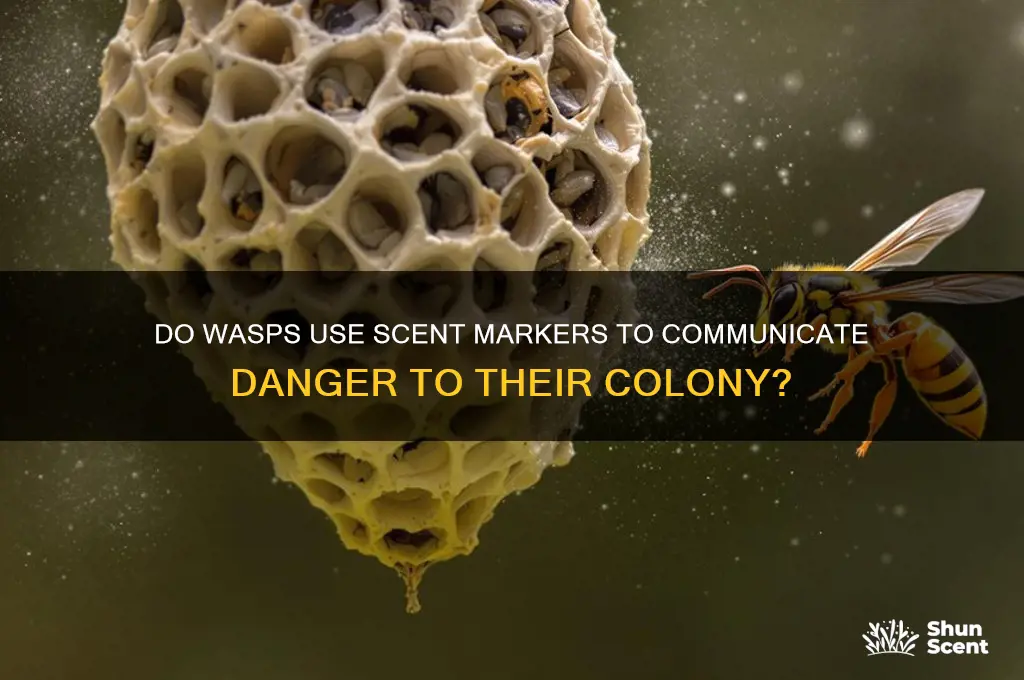 do wasp leave scent to alert others