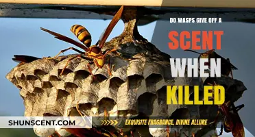 Do Dead Wasps Emit a Scent? Uncovering the Truth Behind the Myth