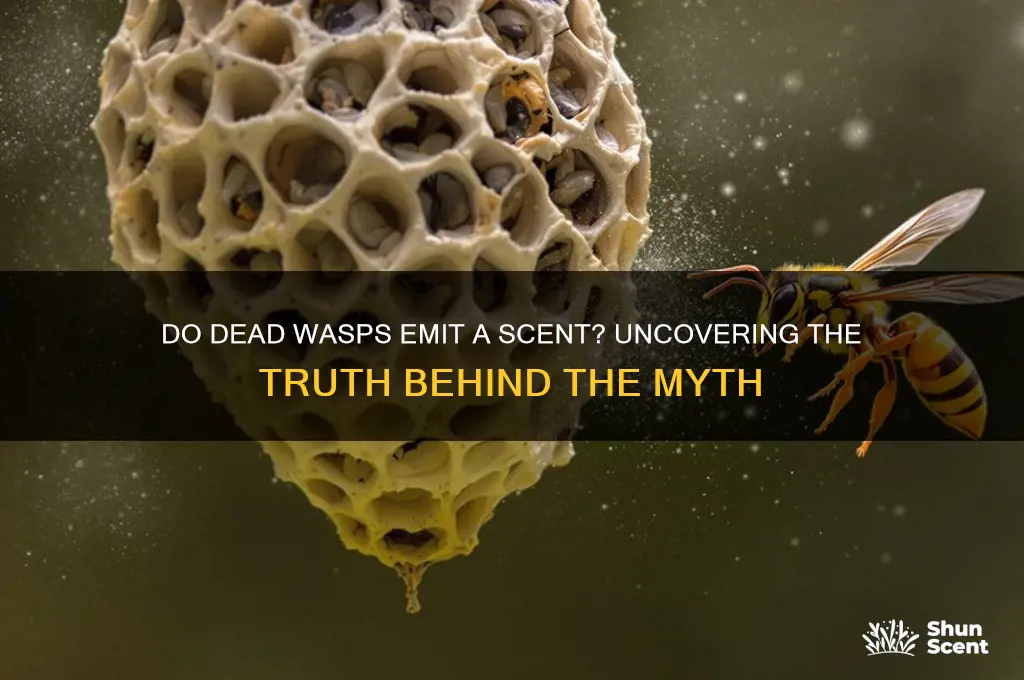 do wasps give off a scent when killed