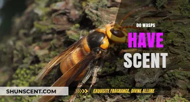 Unveiling the Truth: Do Wasps Have a Distinct Scent?