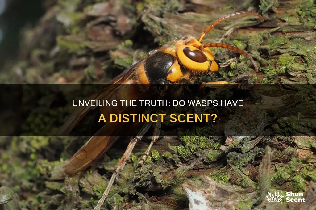 do wasps have scent