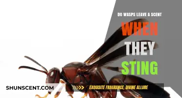 Do Wasps Leave a Scent When They Sting? Uncovering the Truth
