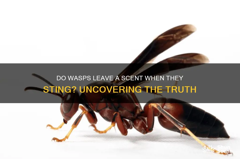 do wasps leave a scent when they sting