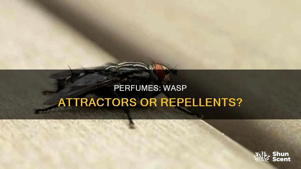 do wasps like perfume