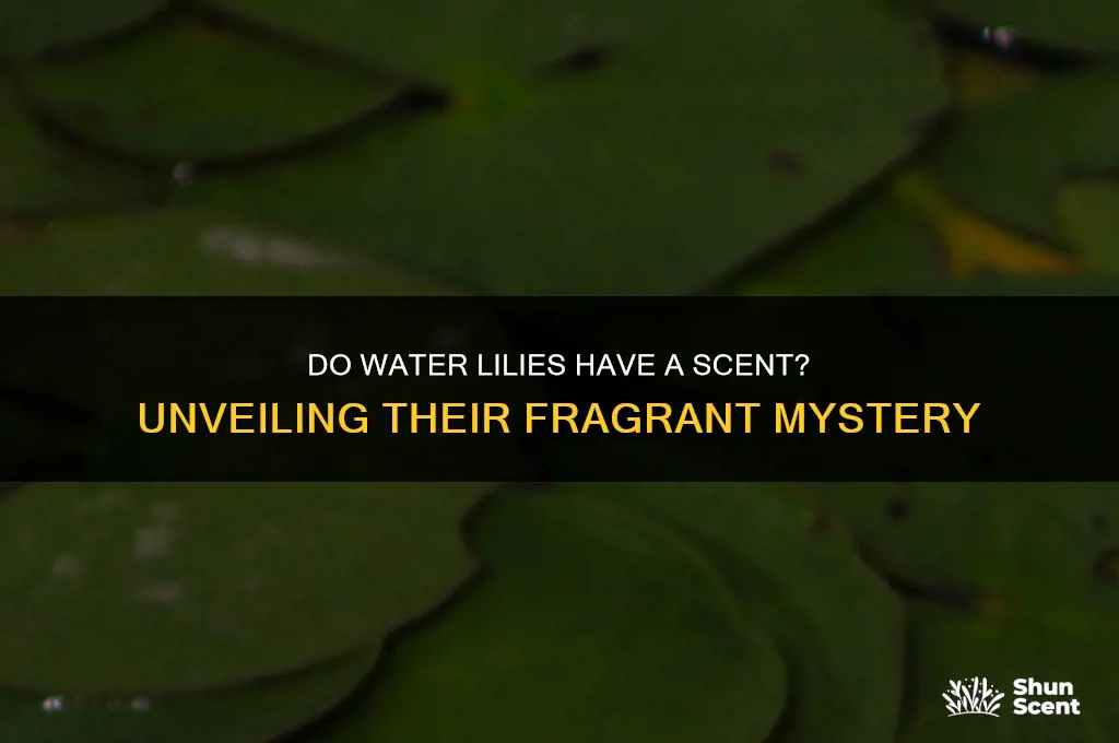 do water lilies have a scent
