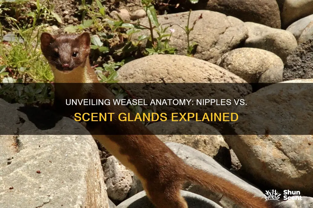 do weasels have nipples on their scent gland
