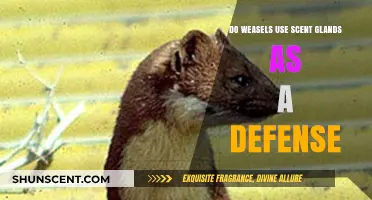 Weasels' Scent Glands: A Secret Weapon for Defense?