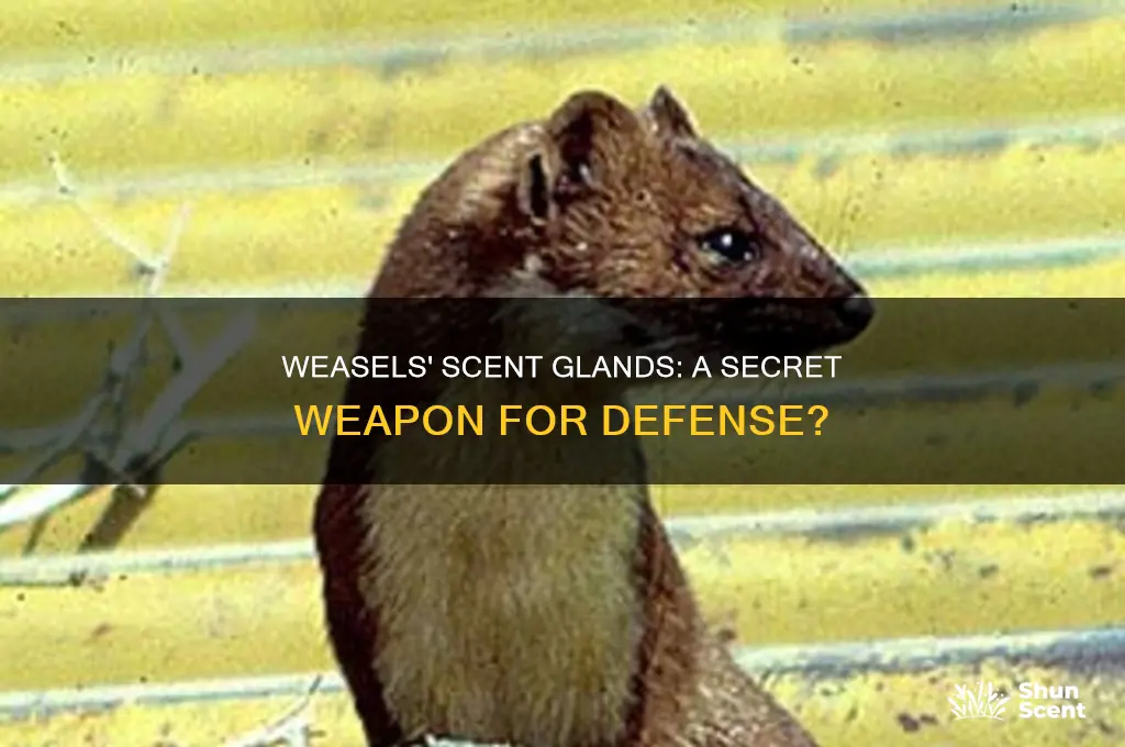 do weasels use scent glands as a defense