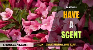 Do Weigela Flowers Have a Scent? Exploring Their Fragrance