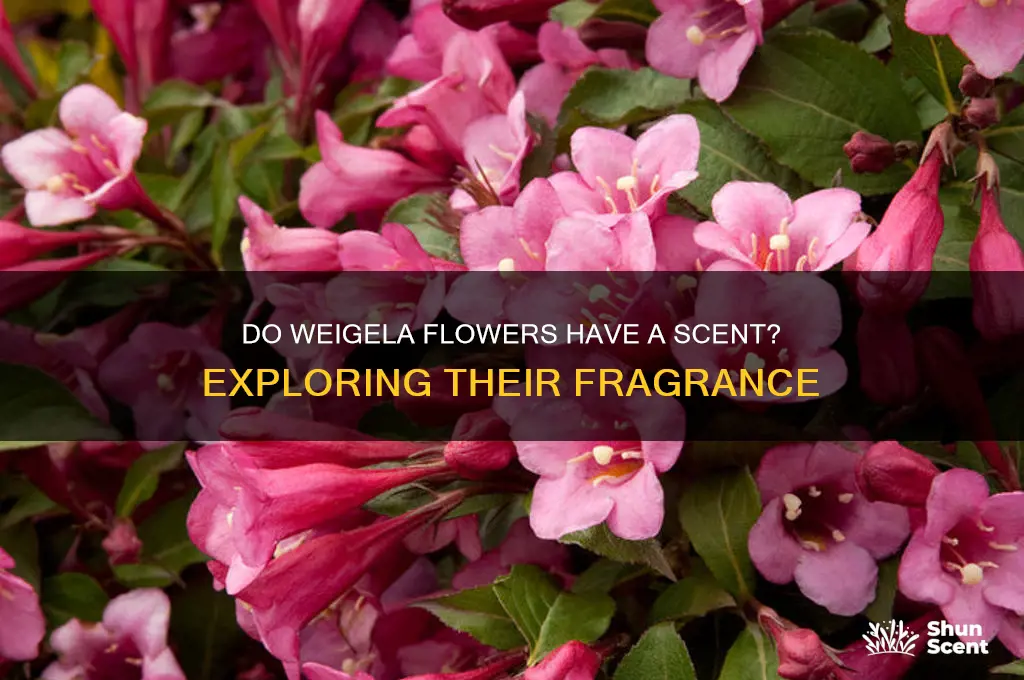 do weigela have a scent