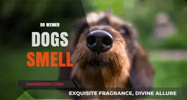 Exploring the Truth: Do Wiener Dogs Really Have a Strong Smell?