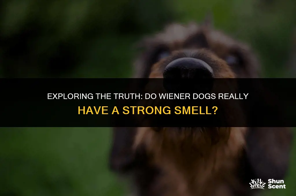 do weiner dogs smell